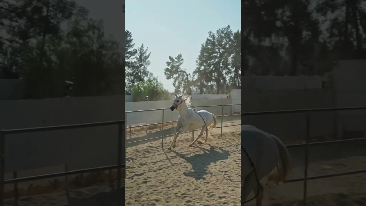 Horse Training For Race!