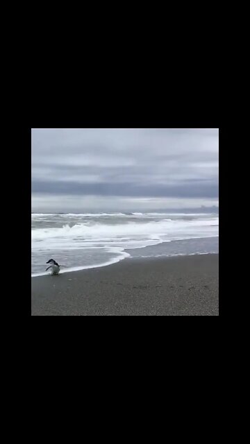 Love The Nature 💗#UbertainmentFun #Shorts #ytshorts #Dogs #Animals #Fun