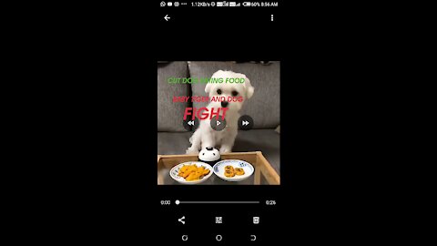 A beautiful cute dog he is eating food on the chair and baby tiger