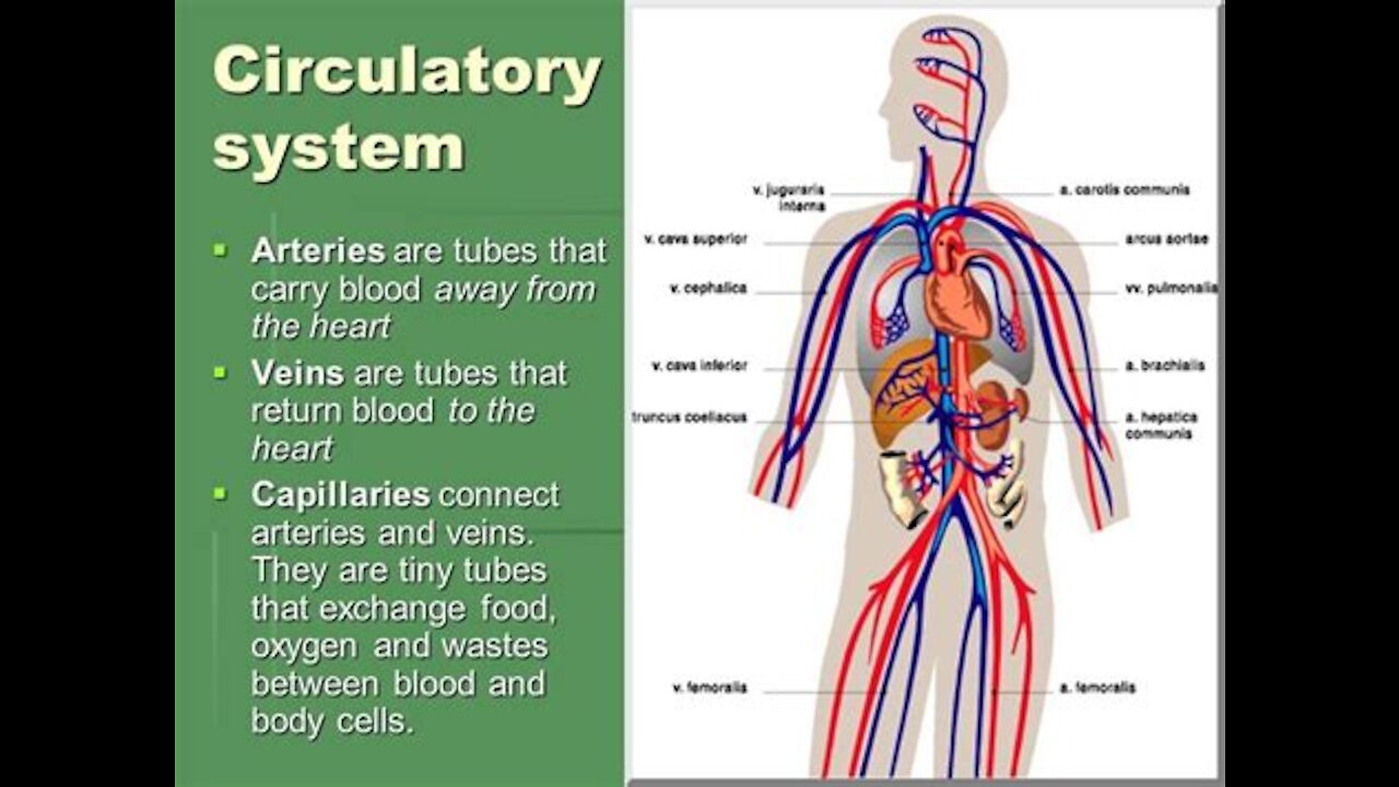 Amazing Cardiovascular System Class