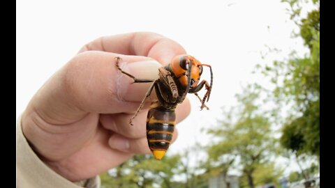 deadly hornet attack