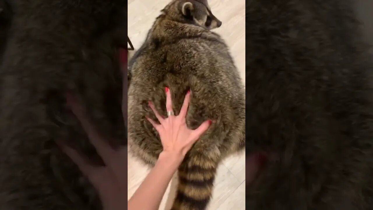 #shorts Смешные Еноты Из Тик Ток 32 Funny Tik Tok Raccoons