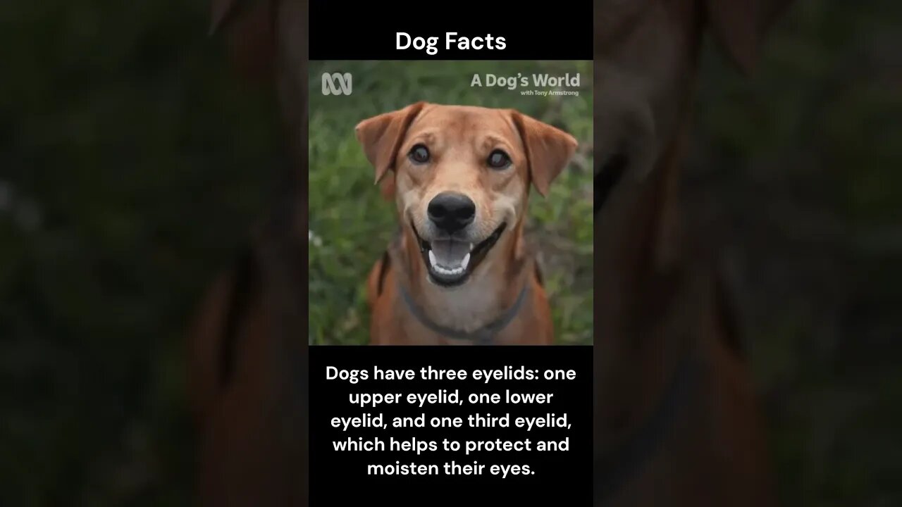 Dog Facts #shorts #youtubeshorts #dog #facts