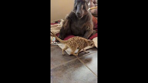 funny animals interaction