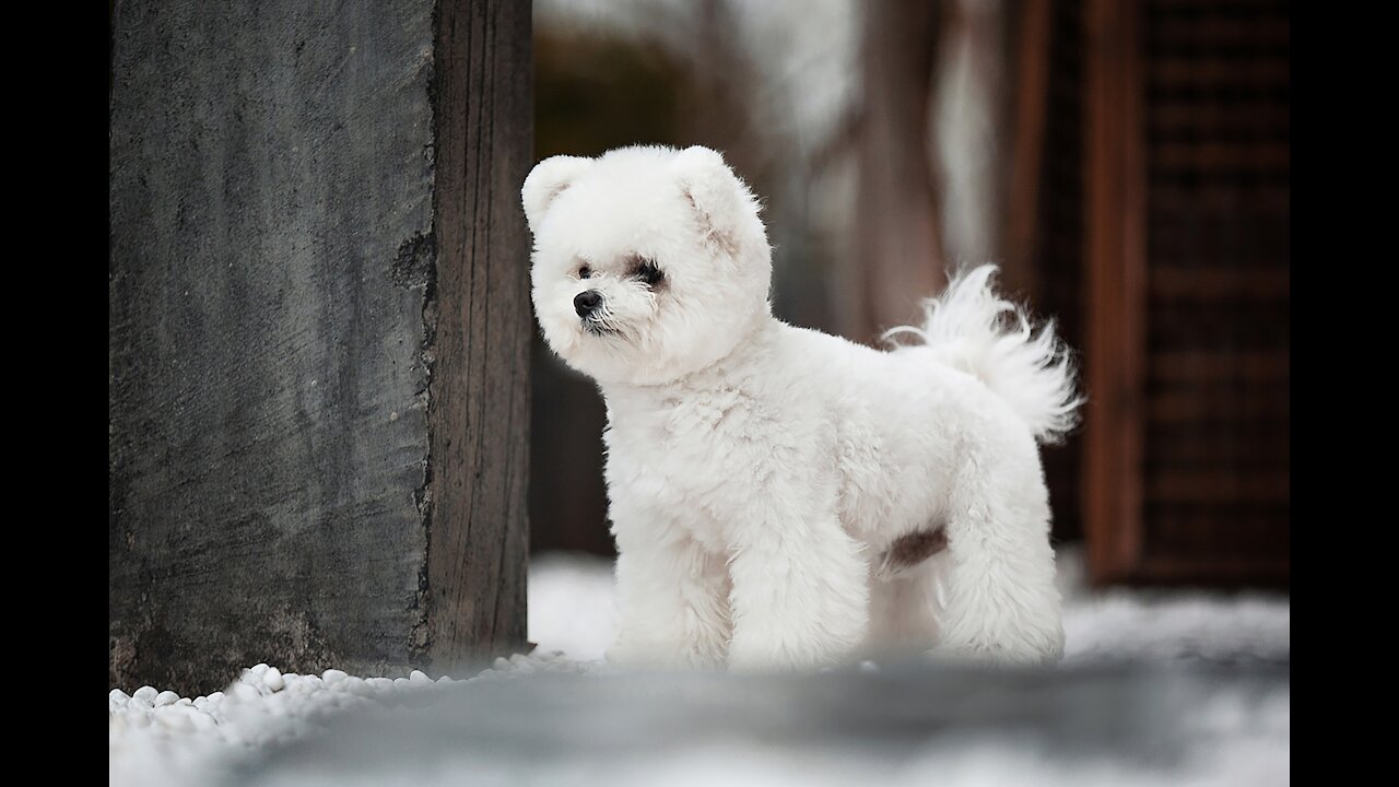 cute fluffy dog The bed is ready, good night