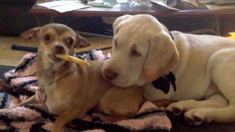 A Canine Cabaret