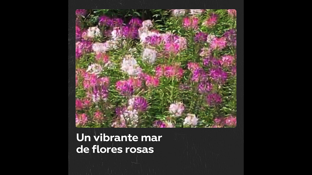 ¡Un paraíso rosa! Así se ve un mar de flores captado por un dron