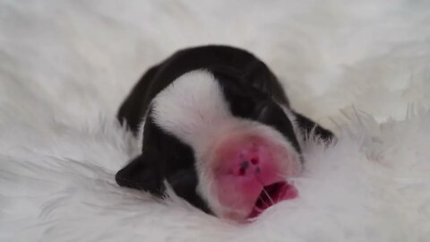 Boston terrier puppies, Funny cute pets lovers