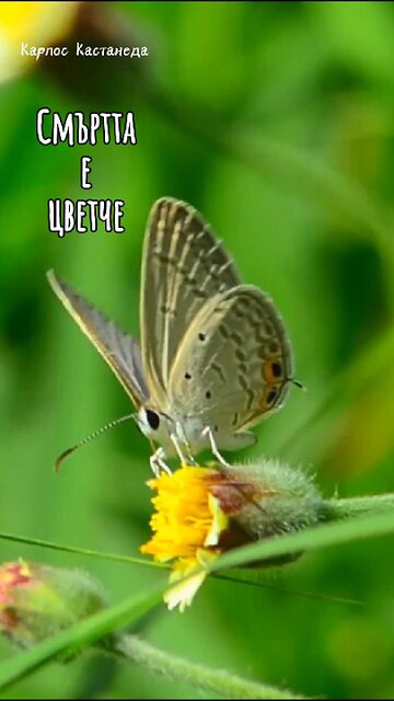 Кастанеда/ Смъртта е цветче (от "Една отделна реалност")