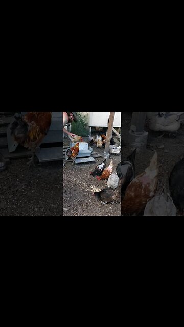 Feeding Frenzy #chickens #chickenshorts