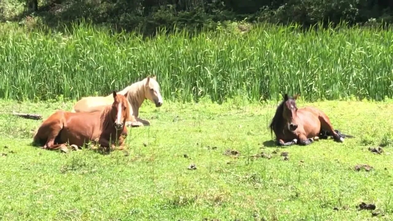 Brumbies resting in the sunshine