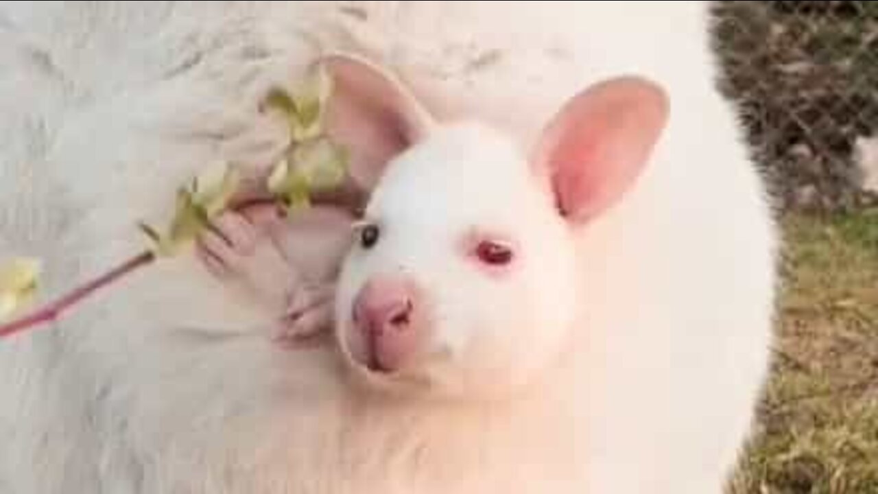 Alt for nuttet: En albino wallaby-familie