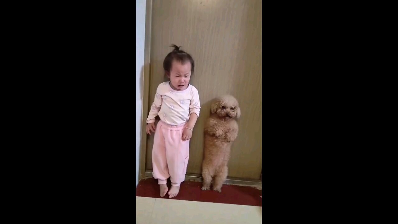 Dog giving company to the kid