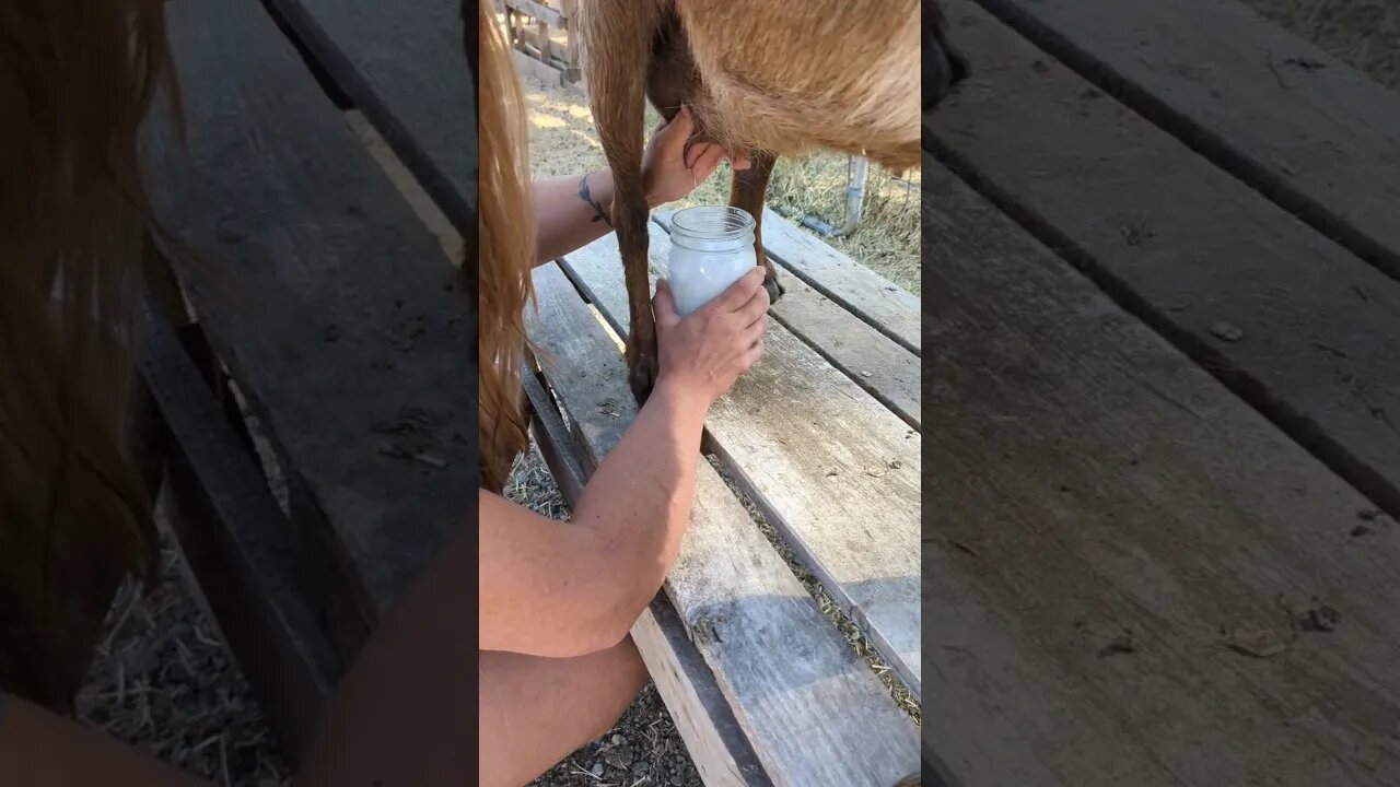 #goats #farm #shorts