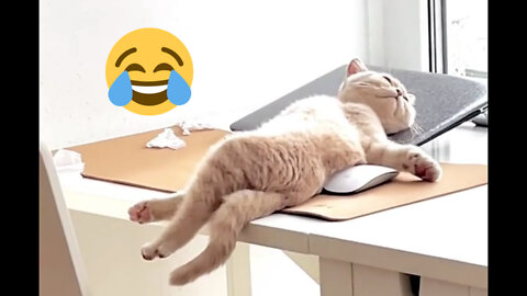 Funny-lazy Cat(sleeping and dreaming)