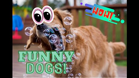 Dogs Can Be Really Funny 2021!