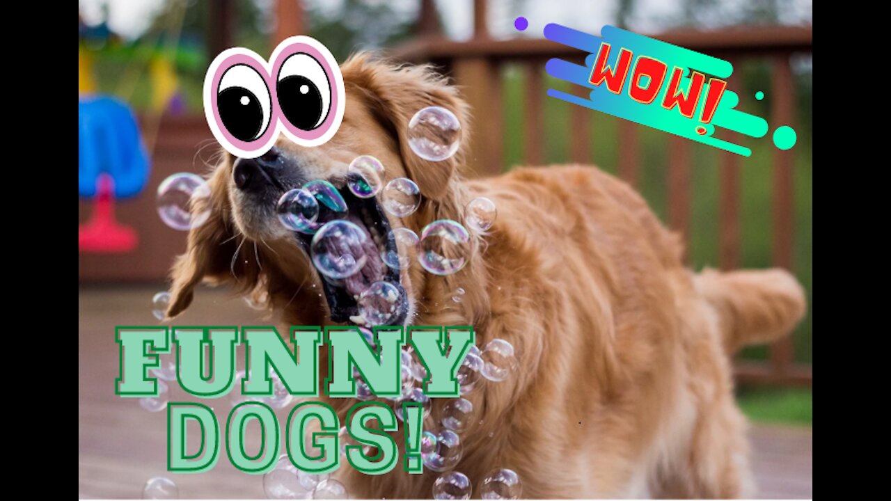 Dogs Can Be Really Funny 2021!