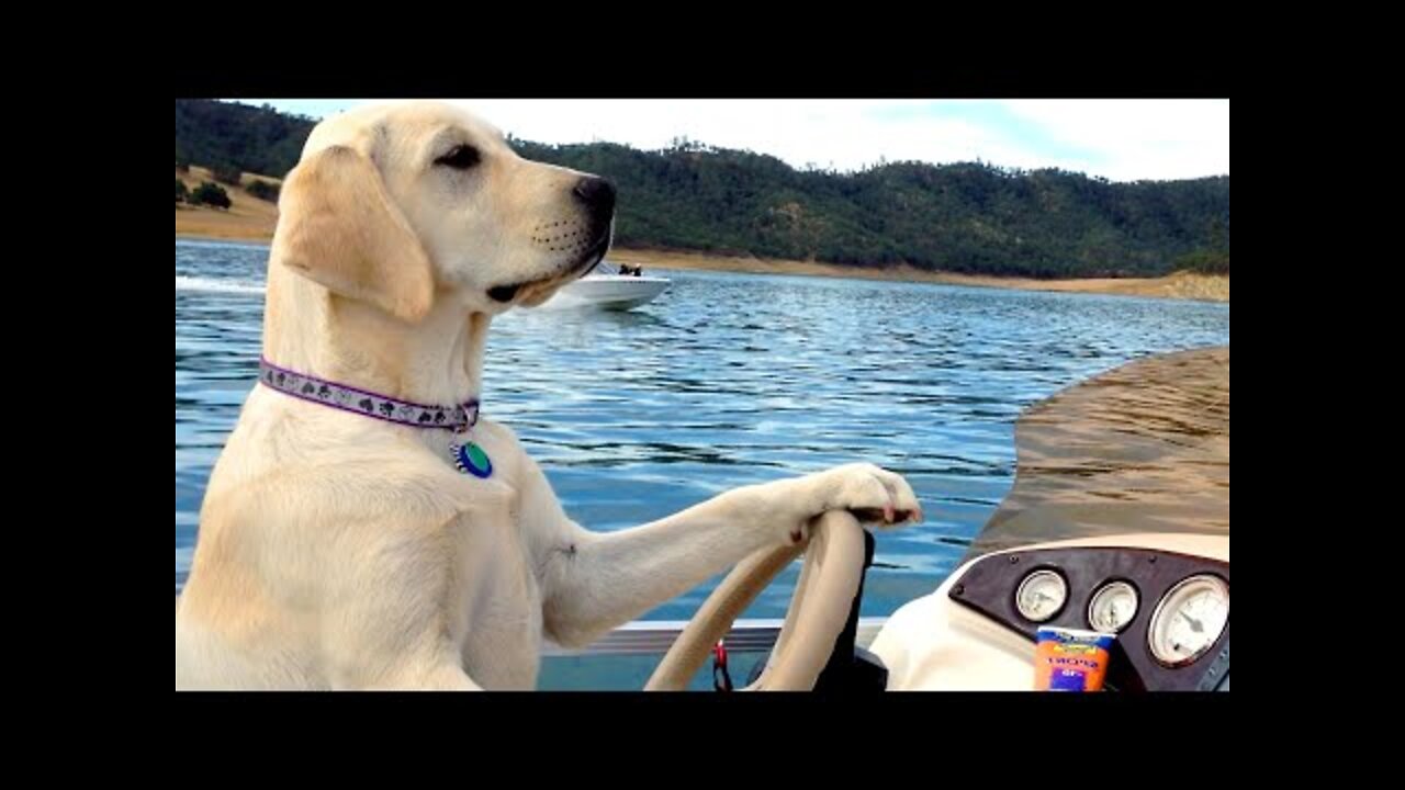 BEST DOGS OF 2021 PT.2 | Funny Pet Videos