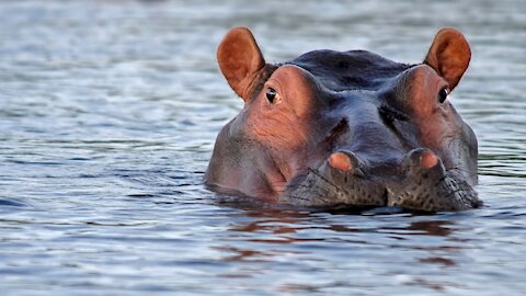 Hippopotamus Having fun in lake in Africa