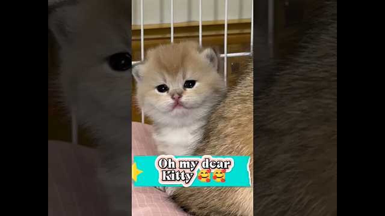 Oh Cutie Kitty Why so lovely you are 😘😘😘😘😘😘😘😘