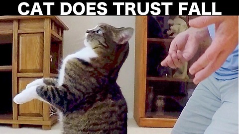 Adorable Rescue Cat Does Trust Fall With Owner