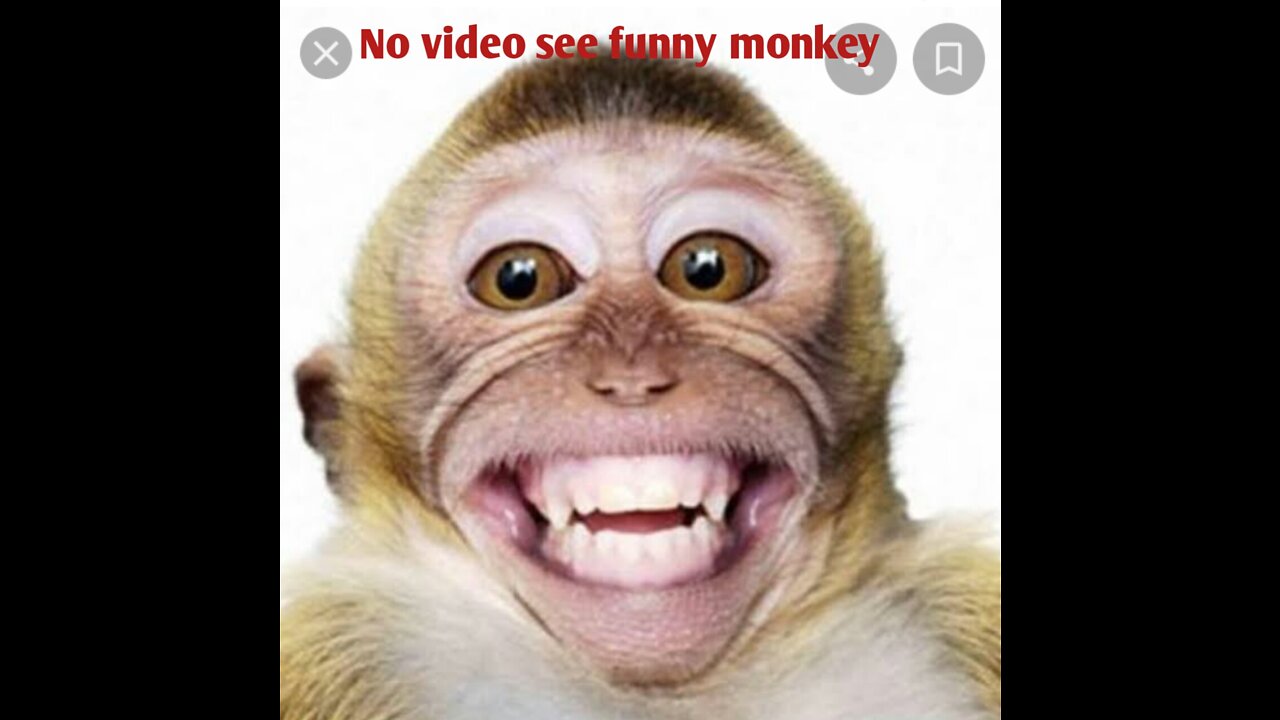 No Monkey see Before Funny