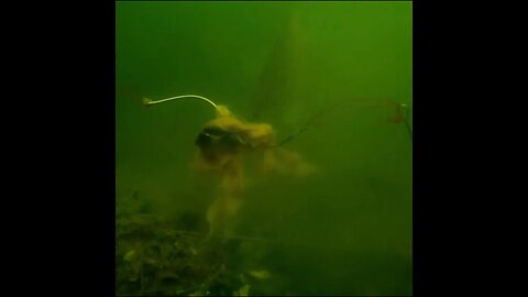 Spadefish in deep murky water