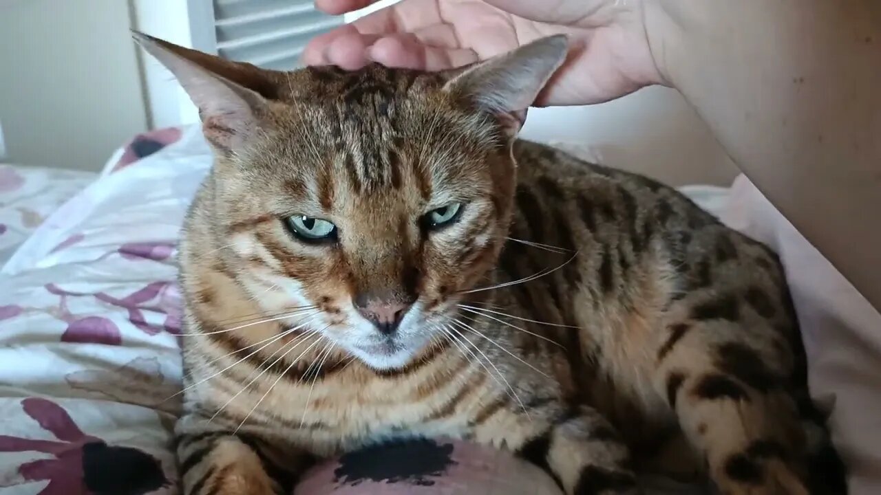 Hanging out with Bedford on the pillow #bengalcat