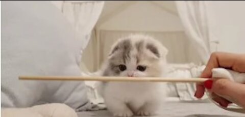 cute kitten videos short leg cat