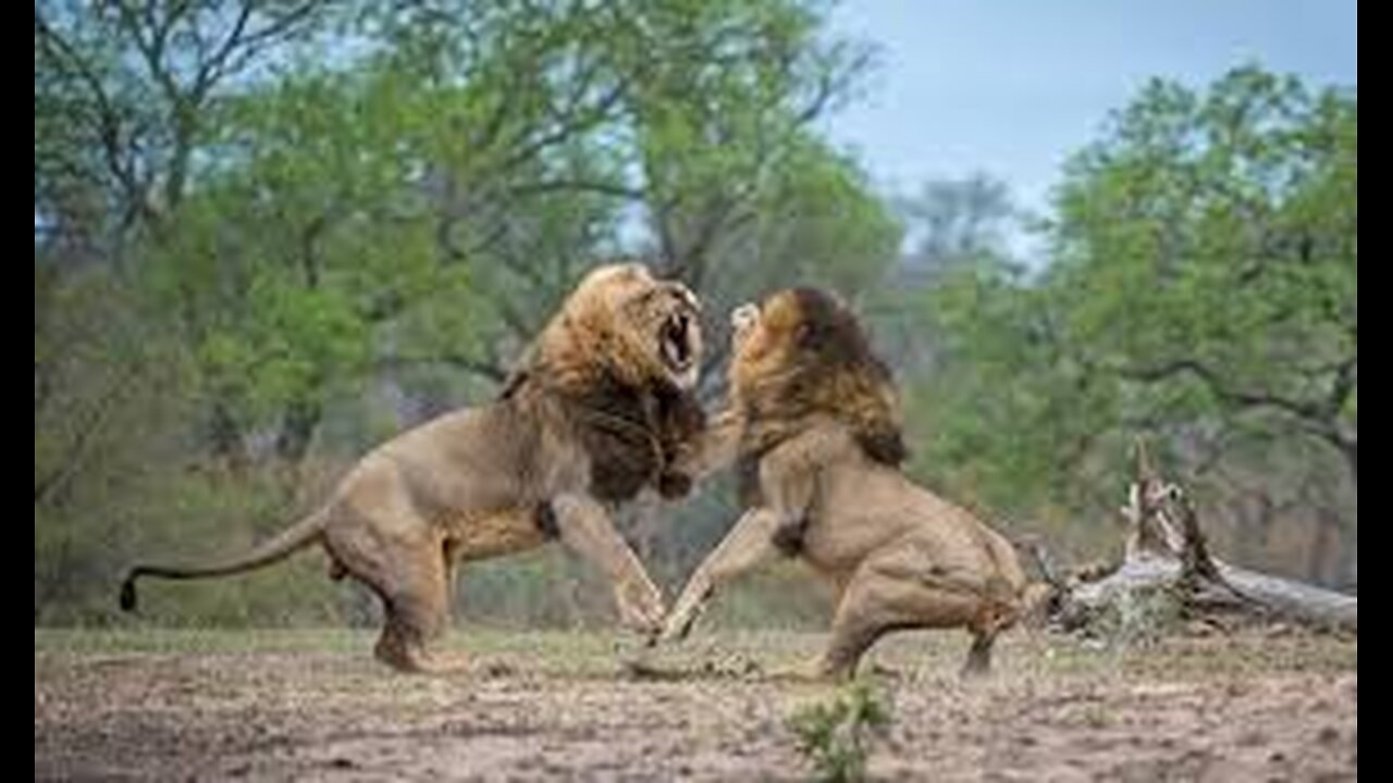 Final Fight of the Lion King Full Video. #animals #lion