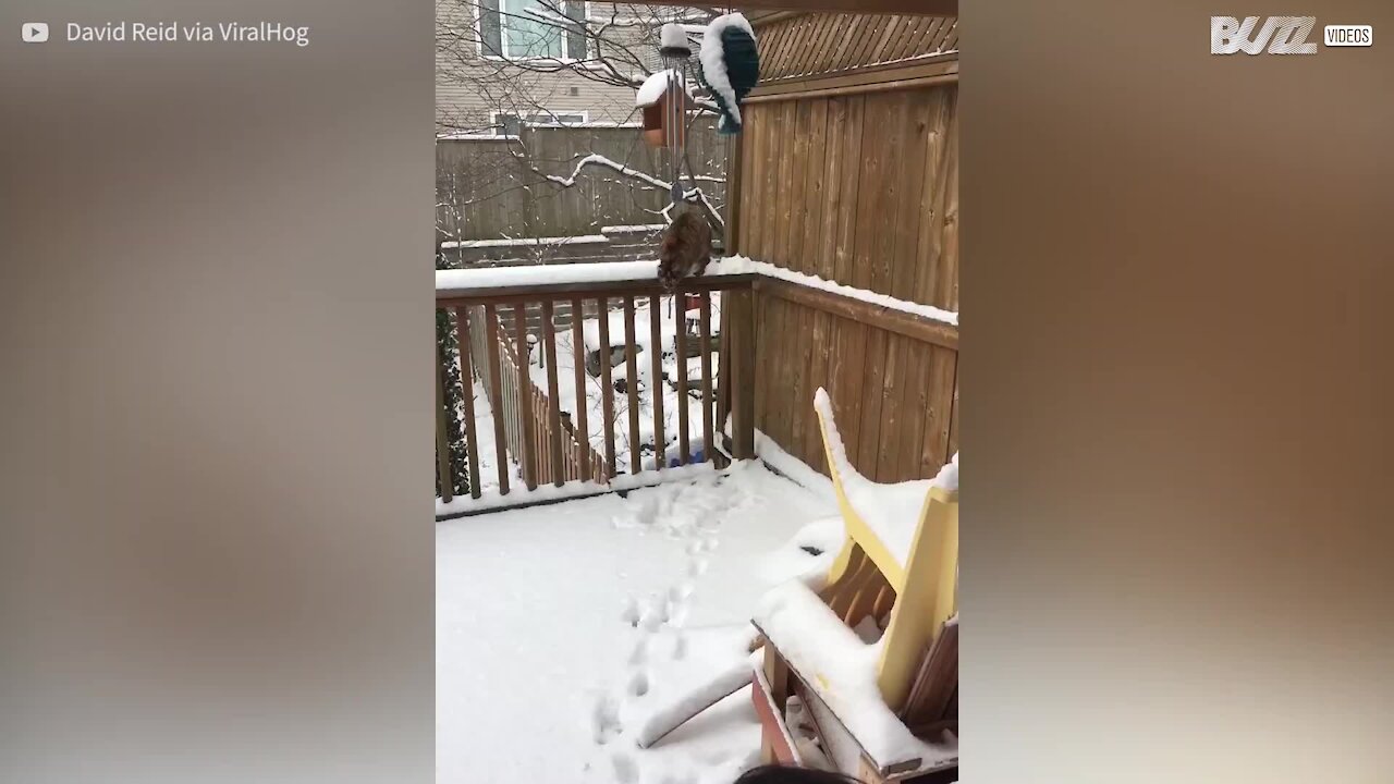 Ce chat adore les batailles de boules de neige