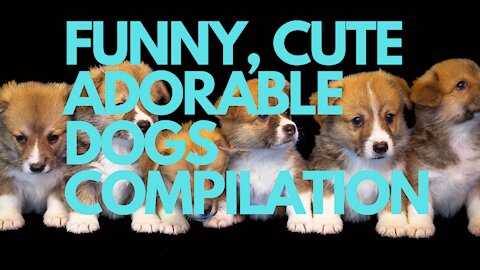 FUNNY, CUTE ADORABLE DOGS COMPILATION