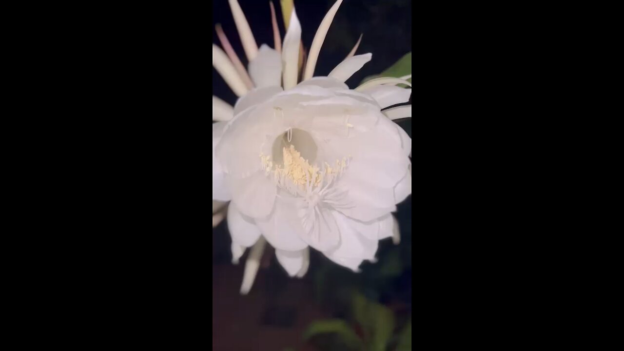 flower which is known as the Queen of the Night - Dutchman’s Pipe Cactus which blossomed tonite.