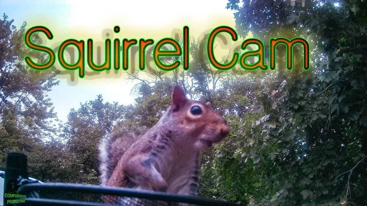 Squirrel Cam 3