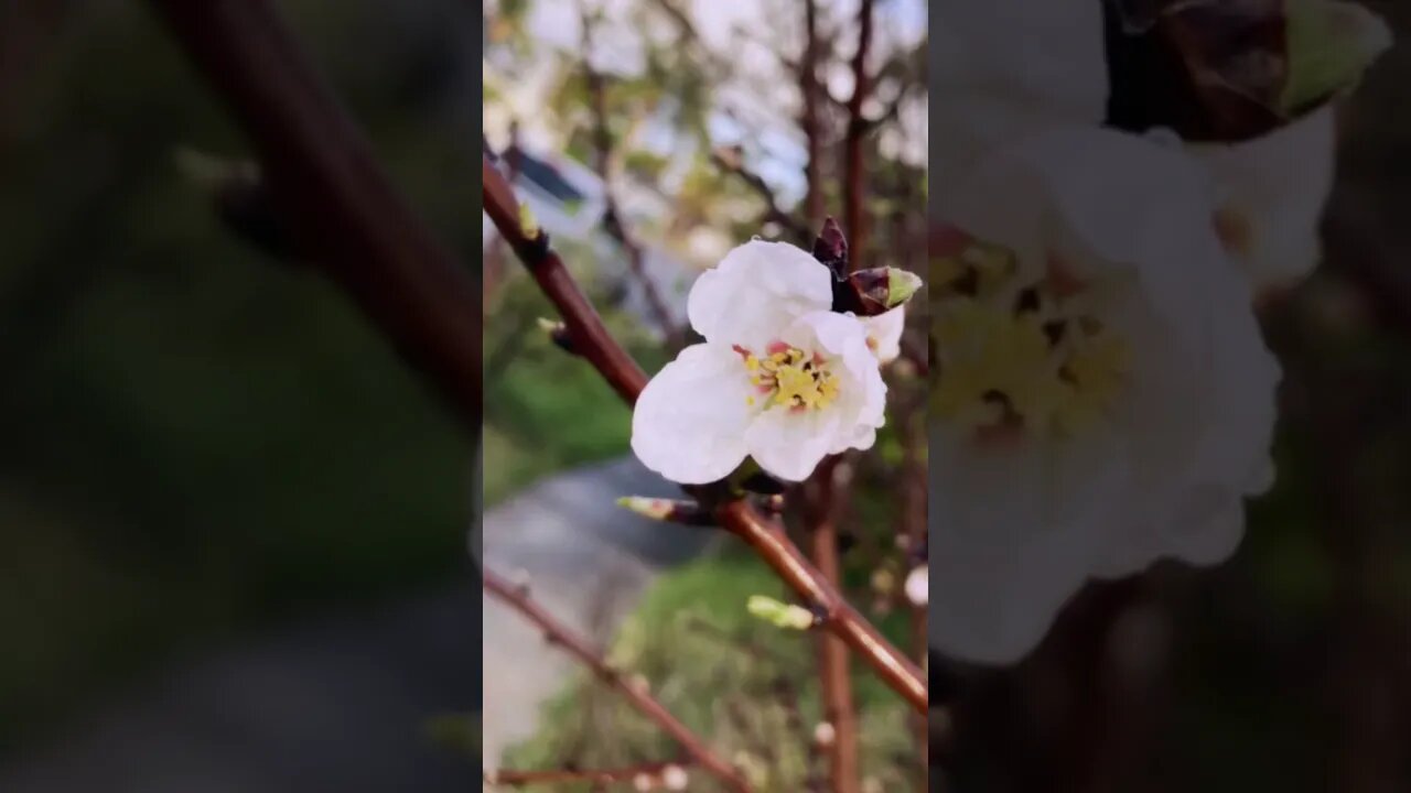 Almond Blossom day 20 #100dayproject2023 #spoiler #teaser #justforfun #almondessence