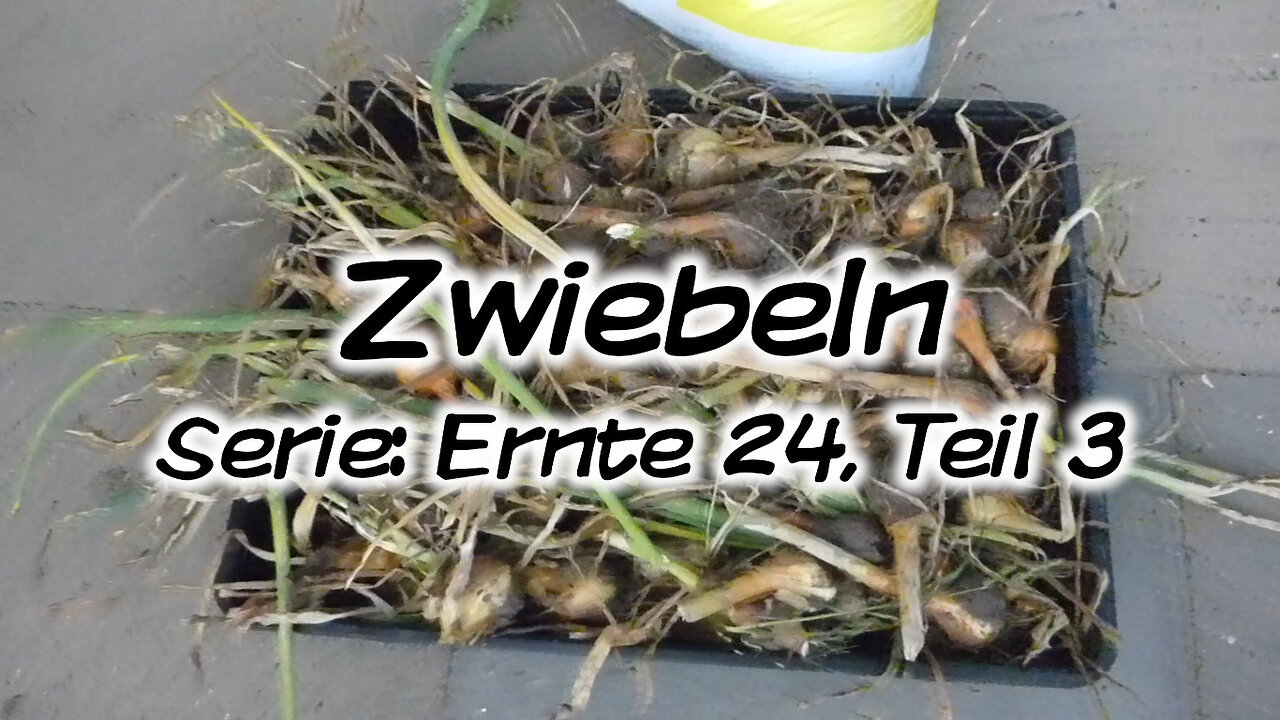 Mach's Dir. Selbst. - Zwiebeln (Serie: Ernte 24, Teil 3)