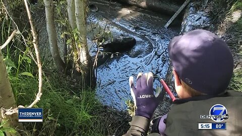 Rescue of moose calf and death of its mother 'avoidable,' Colorado Parks and Wildlife says