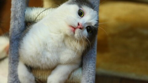 Top Funny Cat Videos of The Weekly - TRY NOT TO LAUGH #108 #Shorts