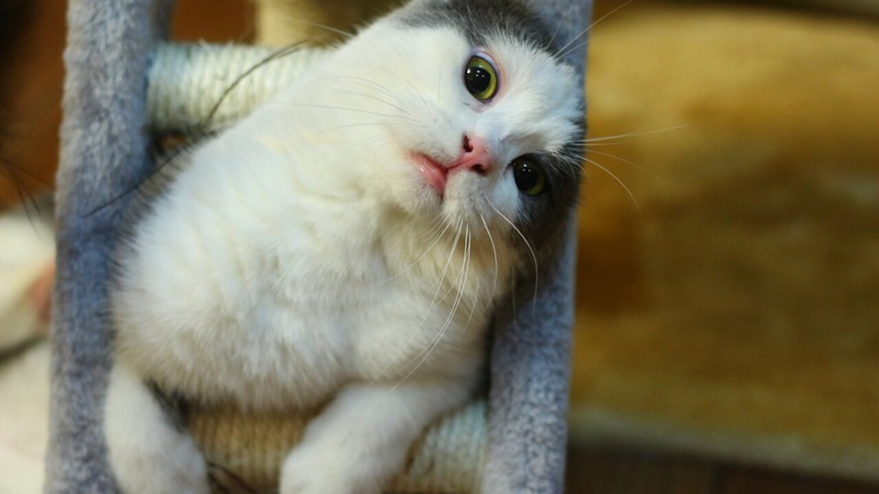 Top Funny Cat Videos of The Weekly - TRY NOT TO LAUGH #108 #Shorts