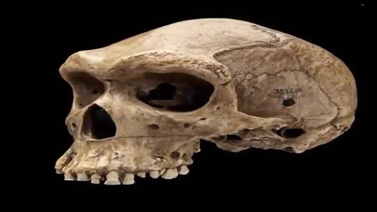 Bullet Found Lodged inside Neanderthal Skull