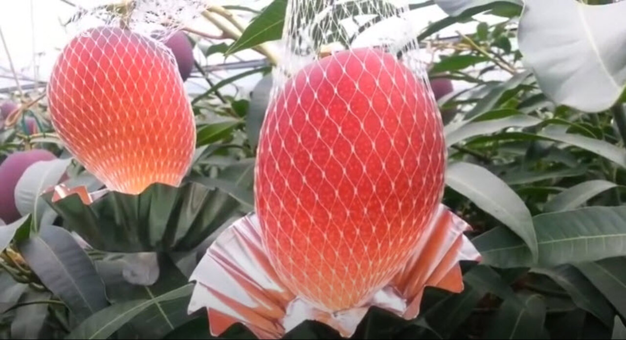 World Most Expensive Valuable Mango - Modern Farm Technology !!
