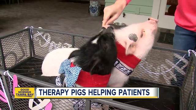 Tampa girl trains pigs to bring people happiness