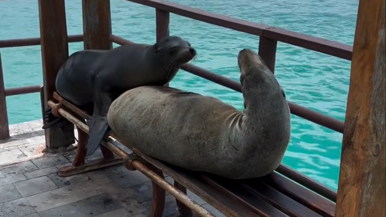 Funniest Seal Invasion In History 🌊🦭