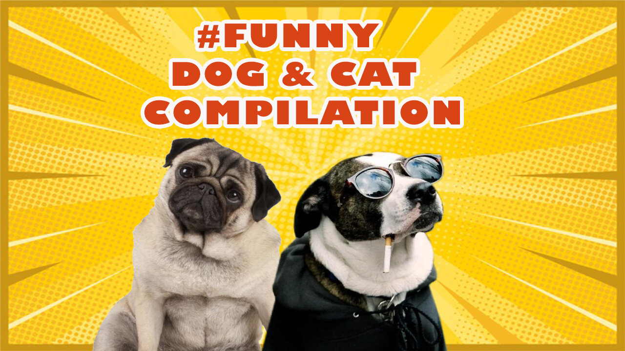 Funny Dog & Cat Funny Video Compilation