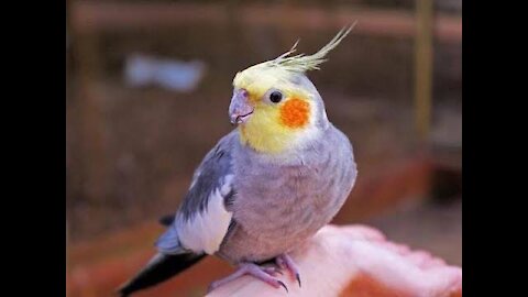 Sweet cockatiel birds during eating 😍😍