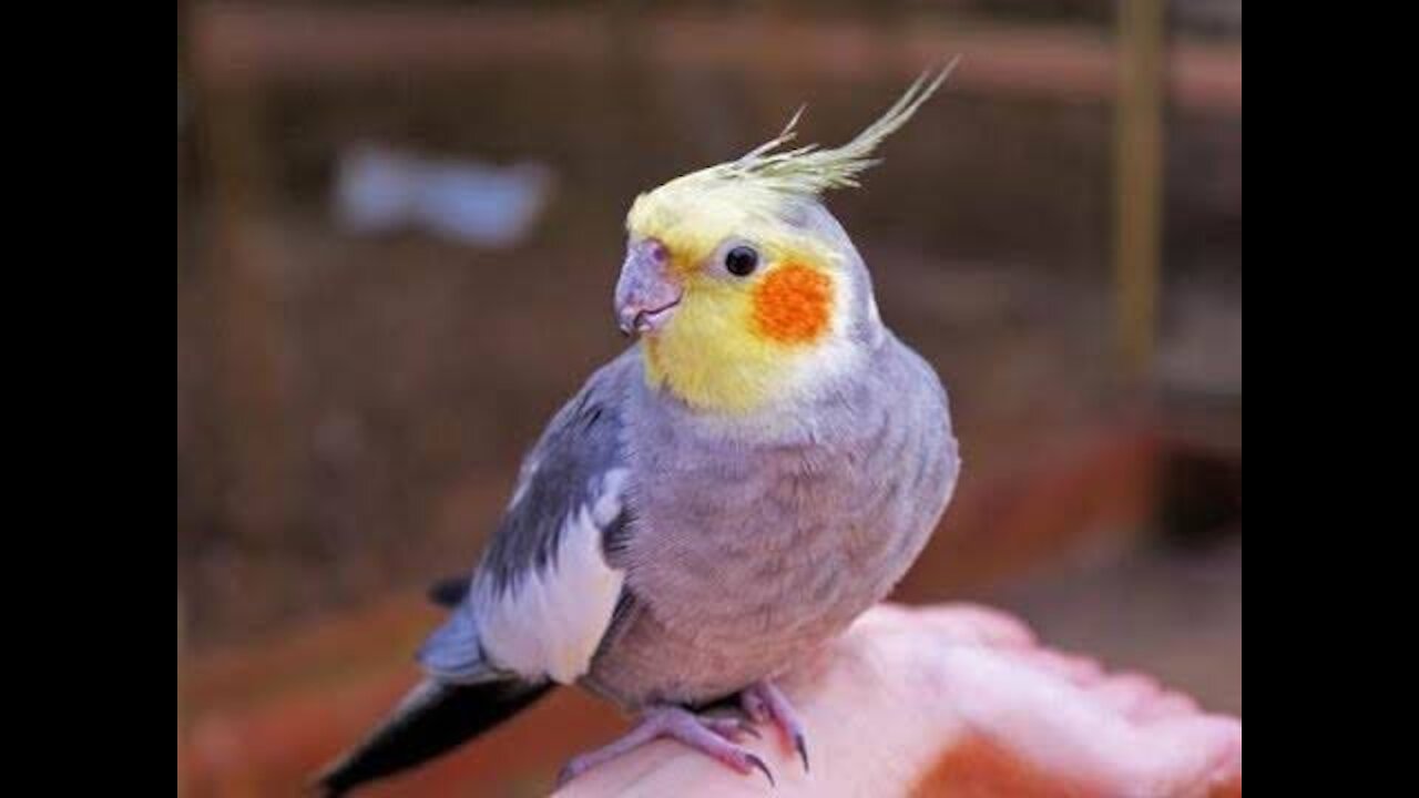 Sweet cockatiel birds during eating 😍😍