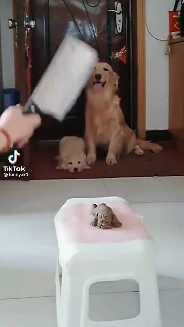 Good dog !!🐕 🤣😂👆🏾