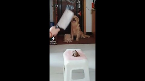 Good dog !!🐕 🤣😂👆🏾