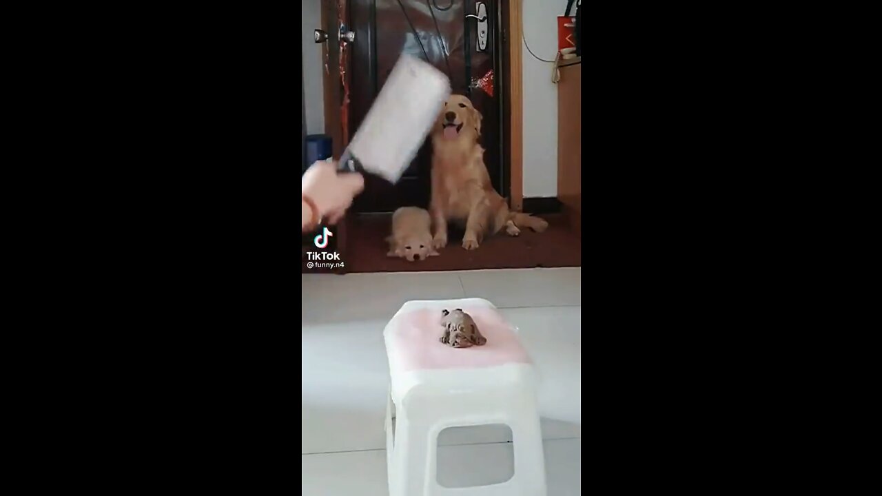 Good dog !!🐕 🤣😂👆🏾