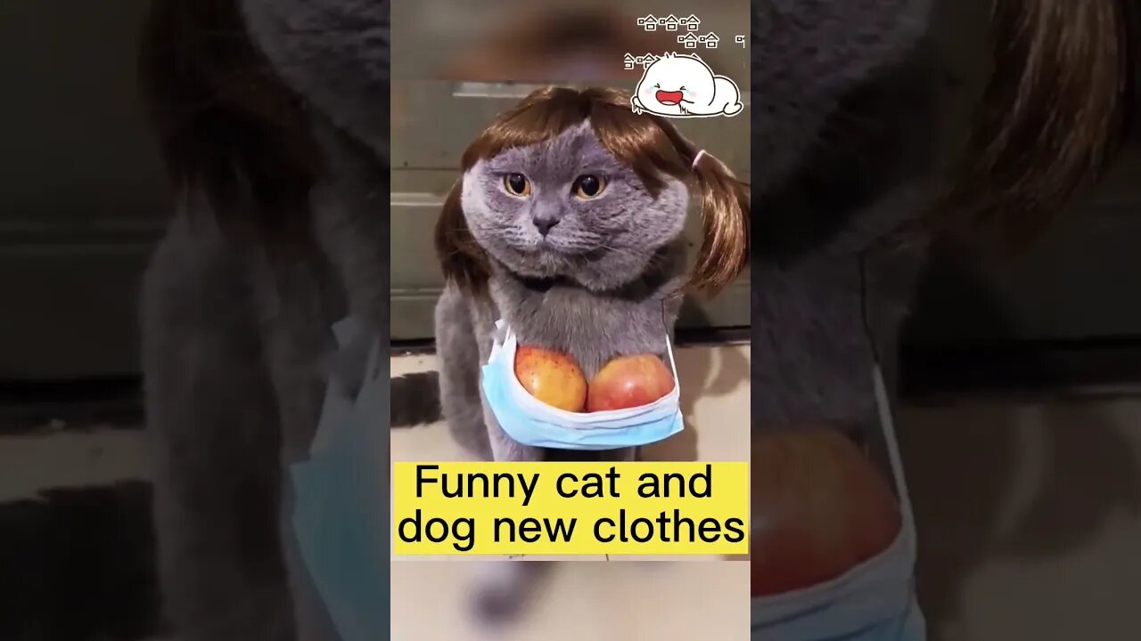 Funny animal new clothes #shorts #animals #cats #funny #ytshorts #dogs #pets